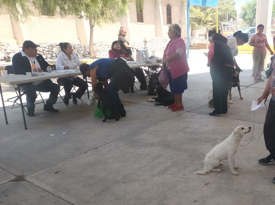 1694636928 383 ESTERILIZAMOS A 60 MASCOTAS EN COLONIA JUAREZ