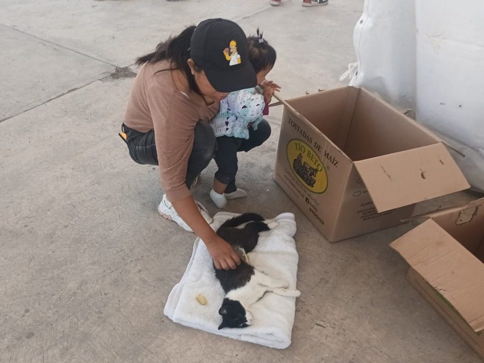 1694636933 325 ESTERILIZAMOS A 60 MASCOTAS EN COLONIA JUAREZ