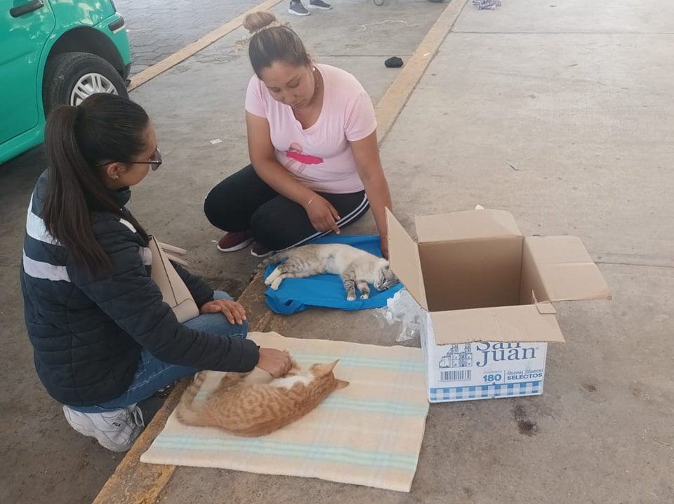 1694636938 540 ESTERILIZAMOS A 60 MASCOTAS EN COLONIA JUAREZ