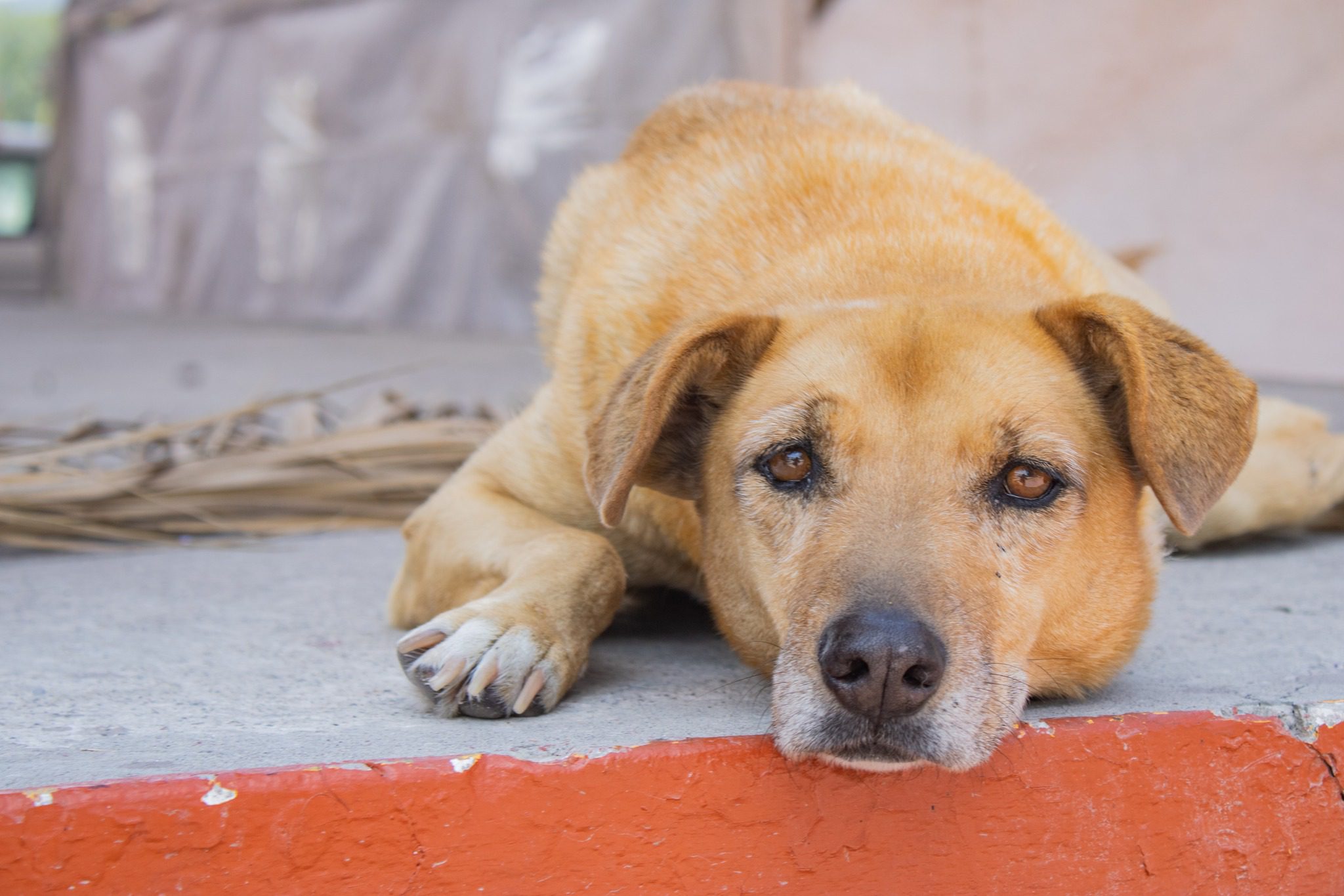 1695126988 895 La esterilizacion es una accion preventiva que ademas de mejorar