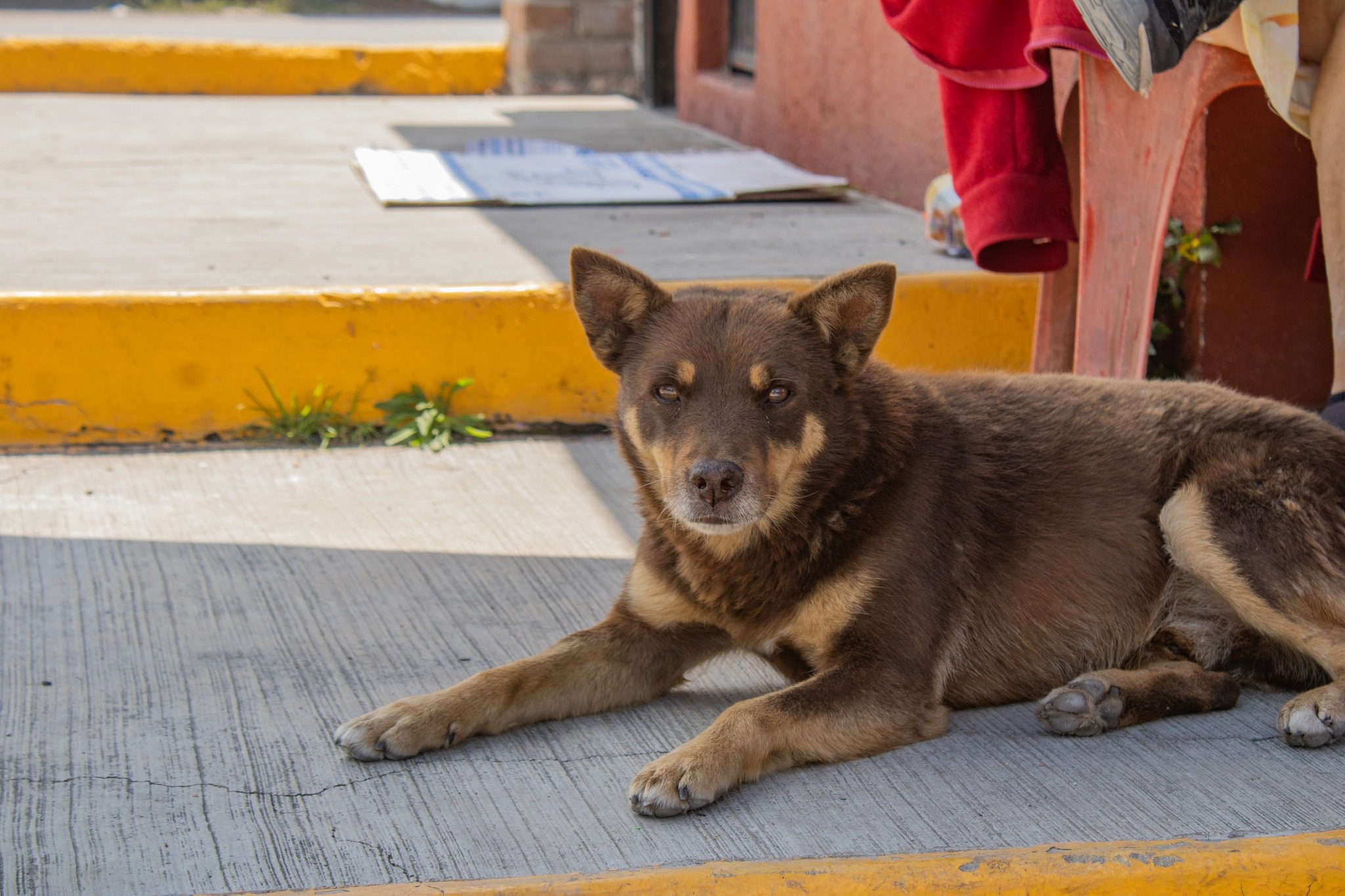 1695126994 419 La esterilizacion es una accion preventiva que ademas de mejorar