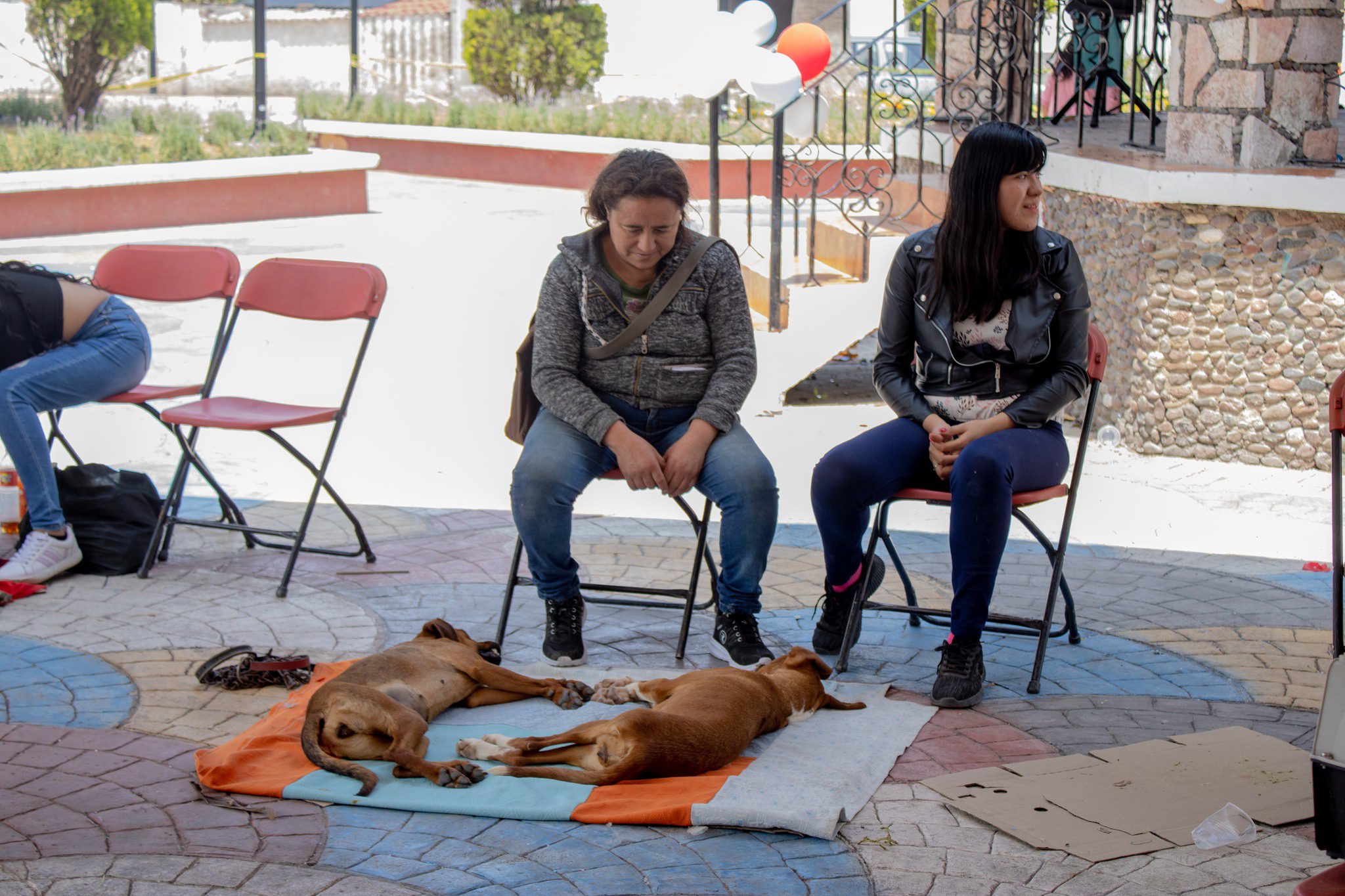 1695127000 936 La esterilizacion es una accion preventiva que ademas de mejorar