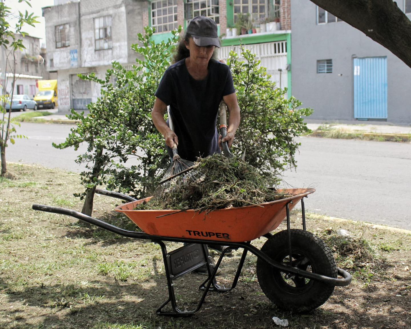 1695131679 471 Continuamos con el embellecimiento de nuestros Camellones con trabajos de