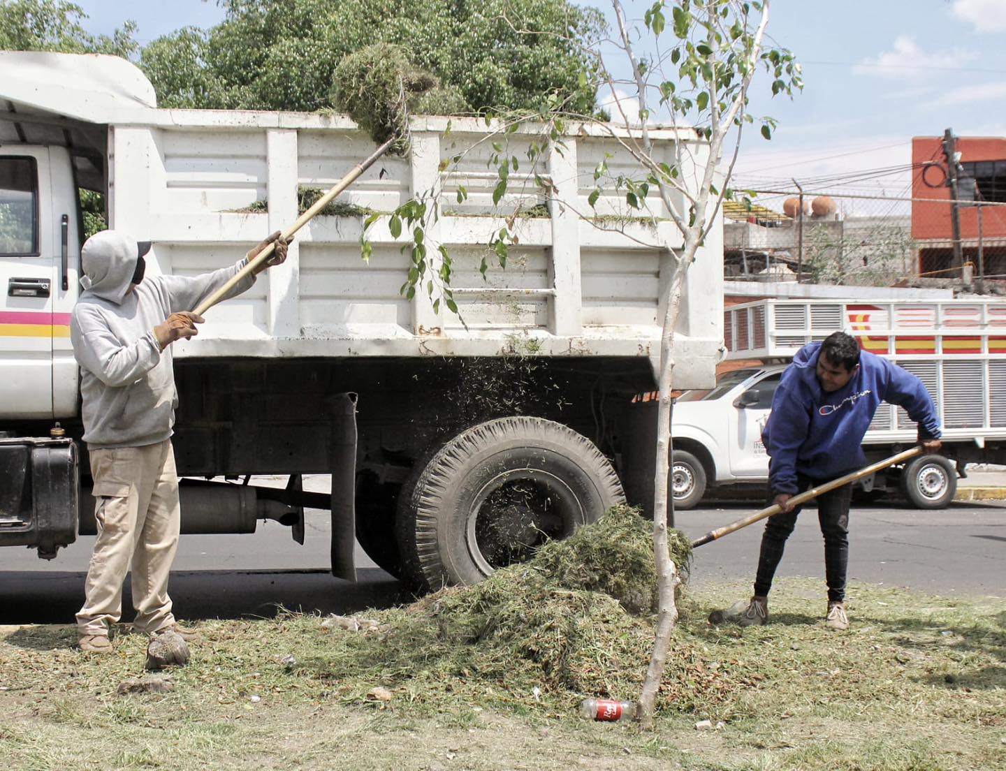 1695131684 703 Continuamos con el embellecimiento de nuestros Camellones con trabajos de