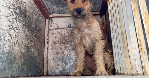 1695166106 Rescatan a cachorro que quedo atrapado en una tuberia de