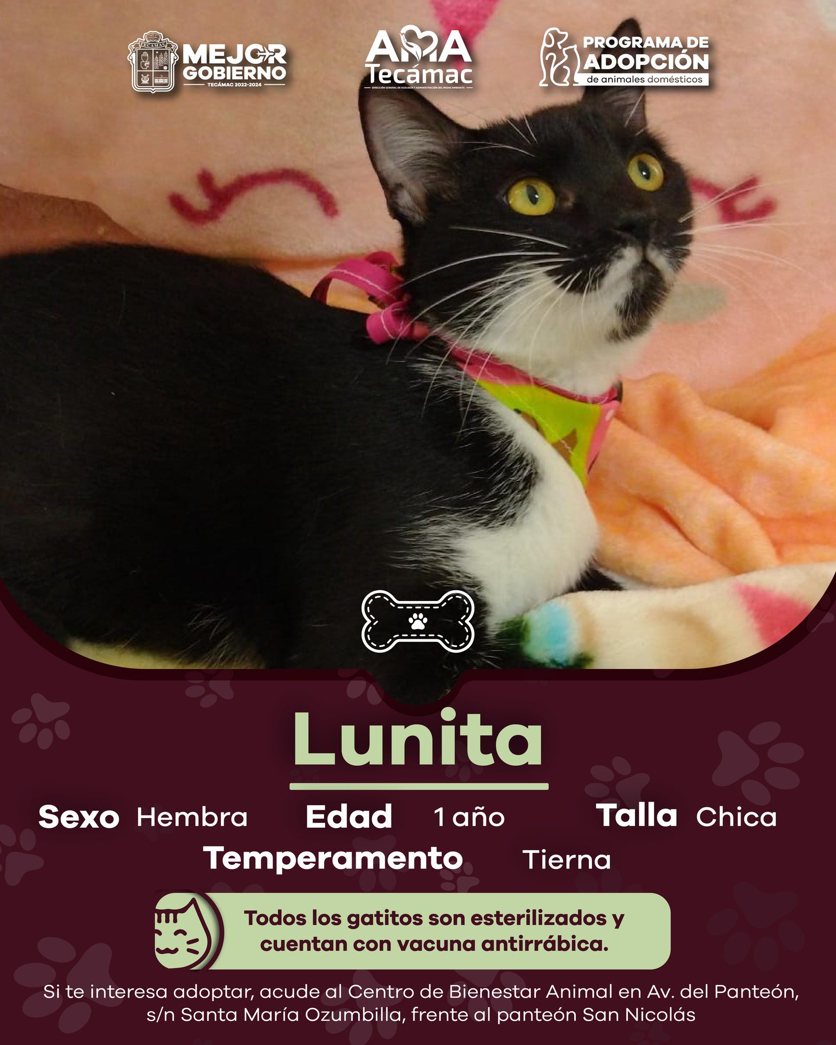 1695413520 672 ¡AdoptaNoCompres Estos perritos y gatitos se merecen un hogar te