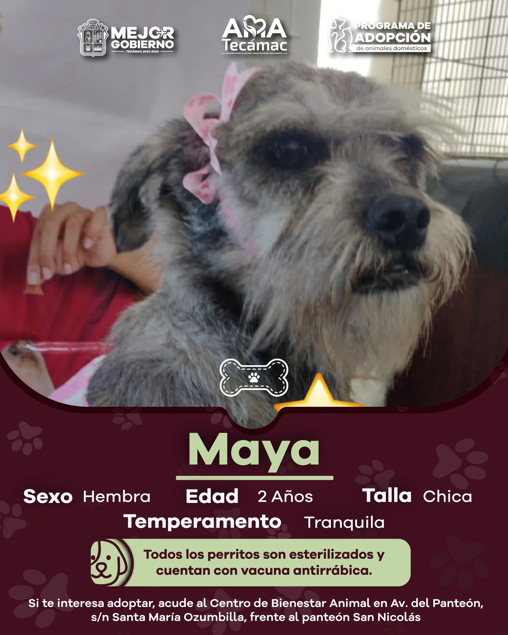 1695413525 591 ¡AdoptaNoCompres Estos perritos y gatitos se merecen un hogar te