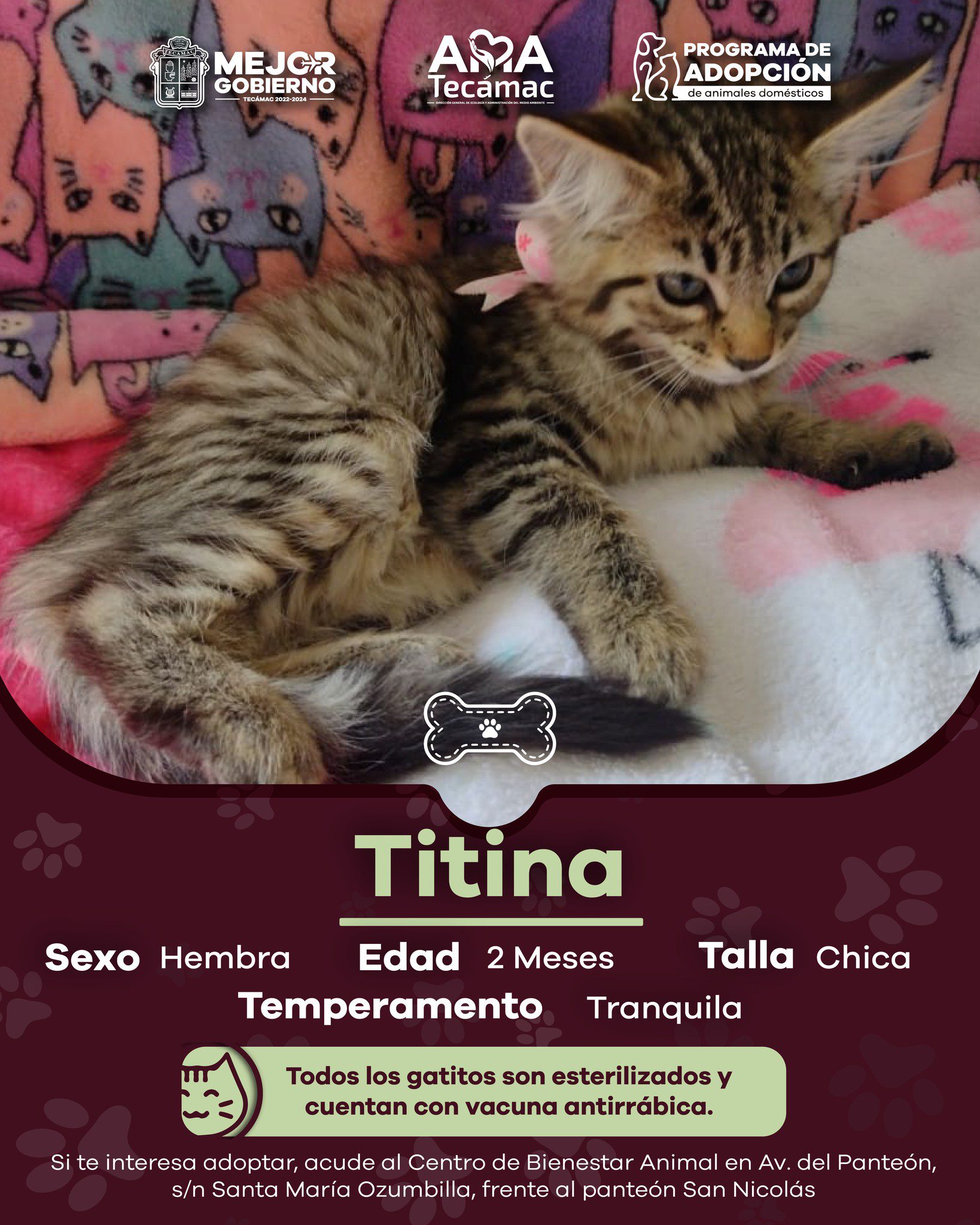 1695413530 788 ¡AdoptaNoCompres Estos perritos y gatitos se merecen un hogar te