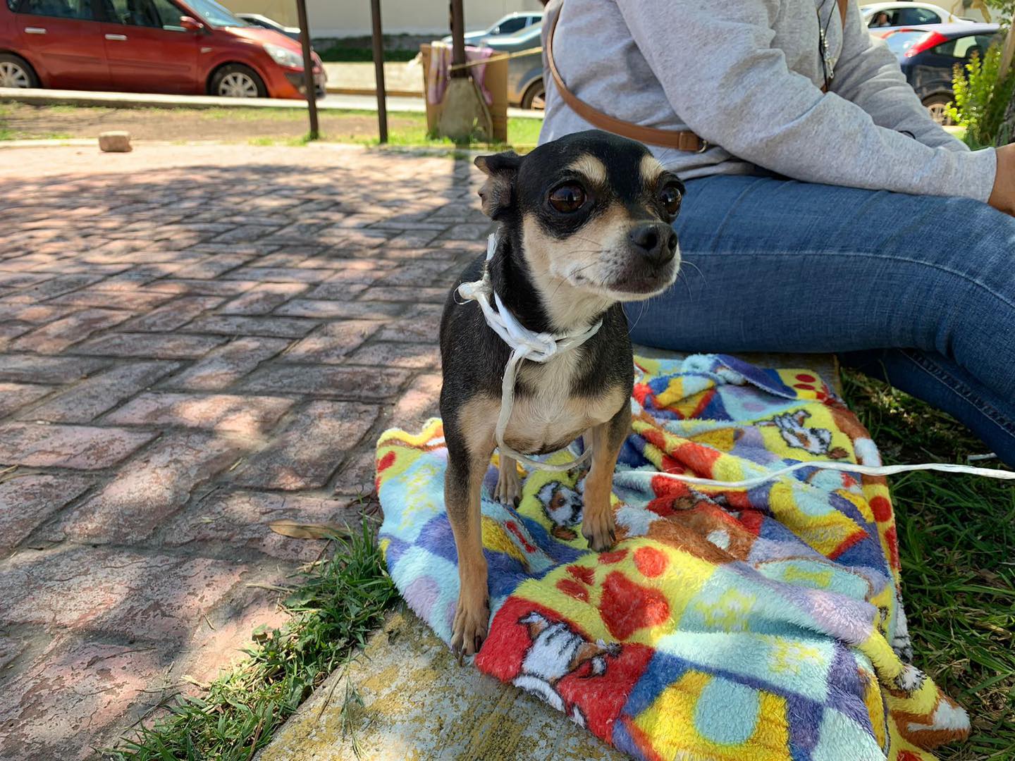 1695414935 435 Jornada de esterilizacion canina y felina Asi se vivio