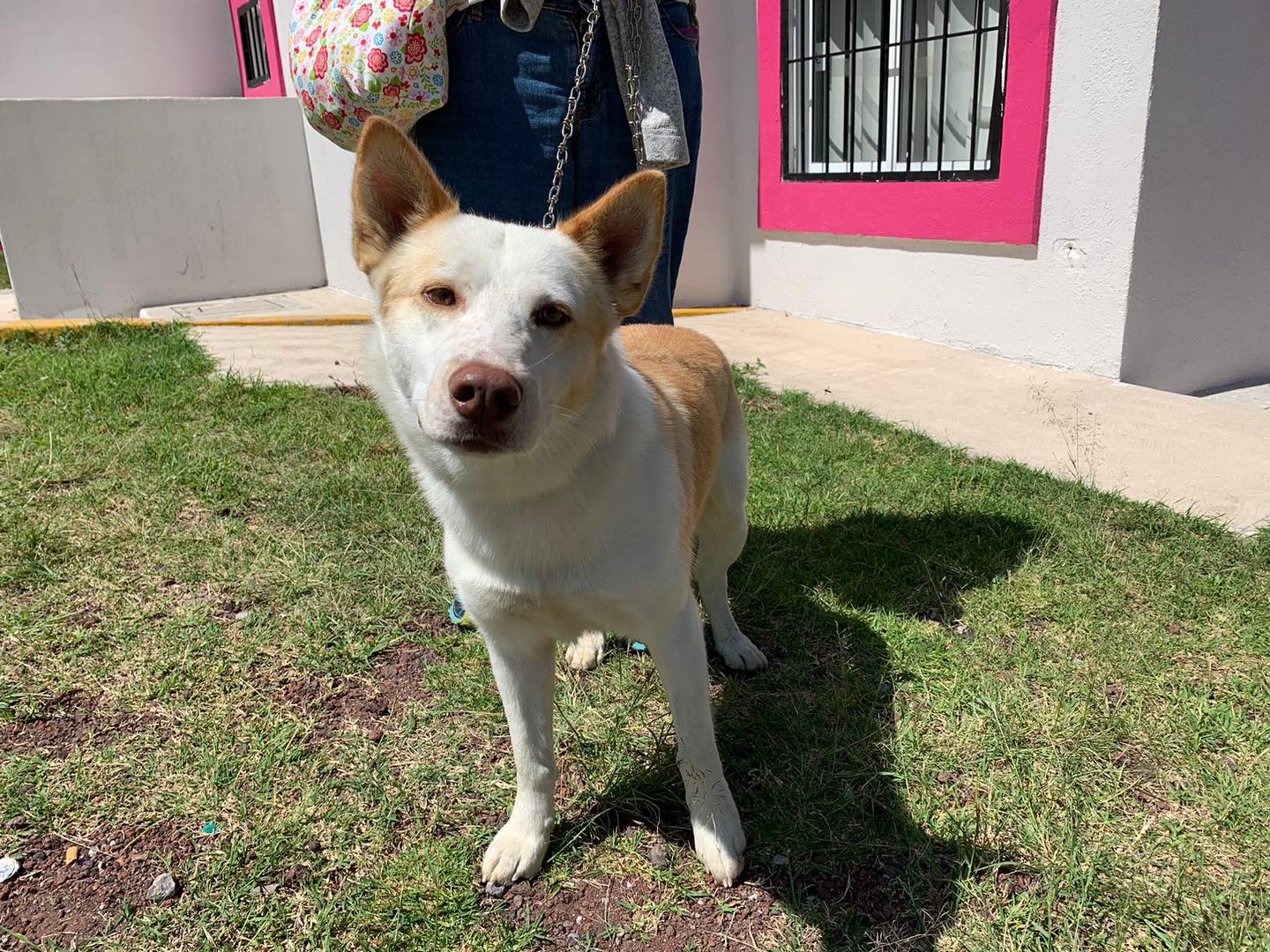 1695414969 Jornada de esterilizacion canina y felina Asi se vivio