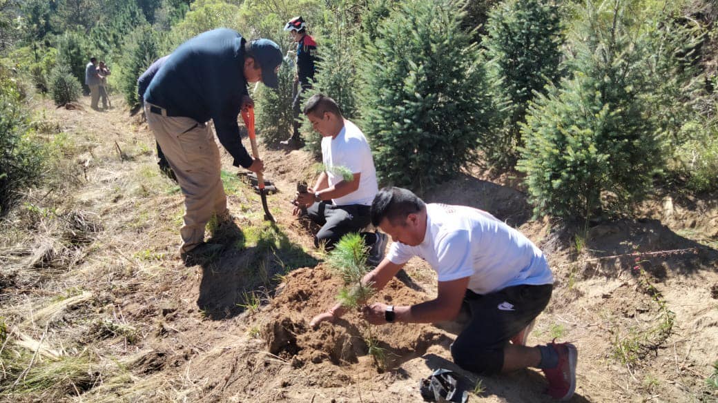 1695560203 741 Junto con los productores de arboles de navidad en Totolapan