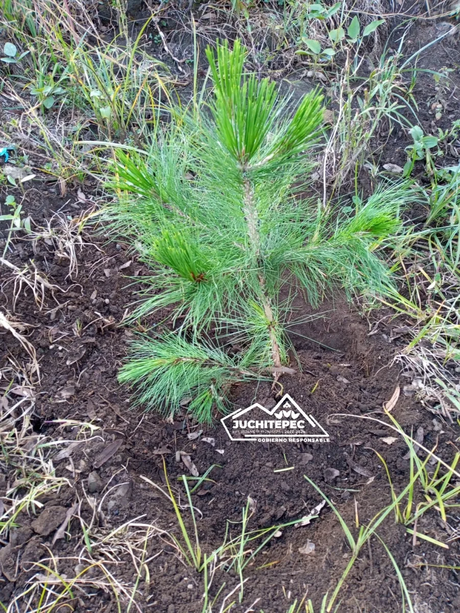 1695573504 325 Reforestacion ¡Creciendo juntos mas verdes y saludables El Gobierno