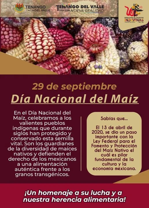 1696094184 El maiz presente en las tradiciones ancestrales y leyendas fundacionales jpg