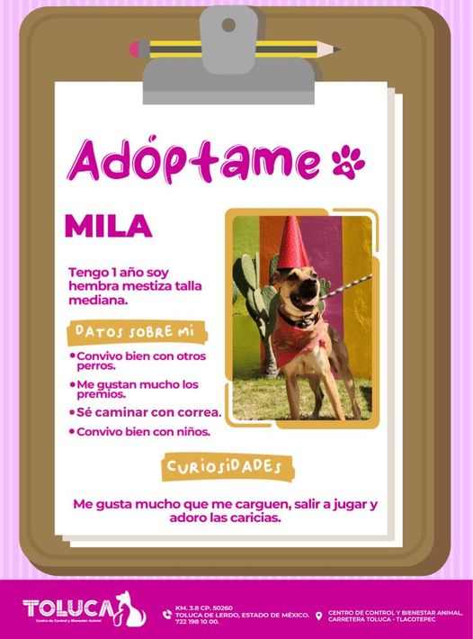 MiercolesDeAdopcion ¡Ayudanos encontrarle un hogar a Mila