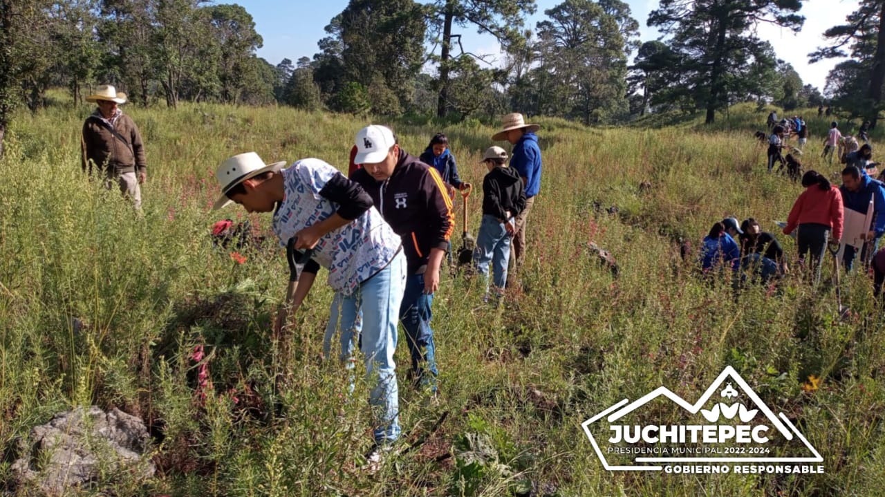 Reforestacion ¡Unidos por un entorno mas verde y saludable