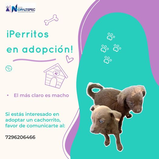 ¡Dos cachorritos buscan un nuevo hogar Si estas buscando un