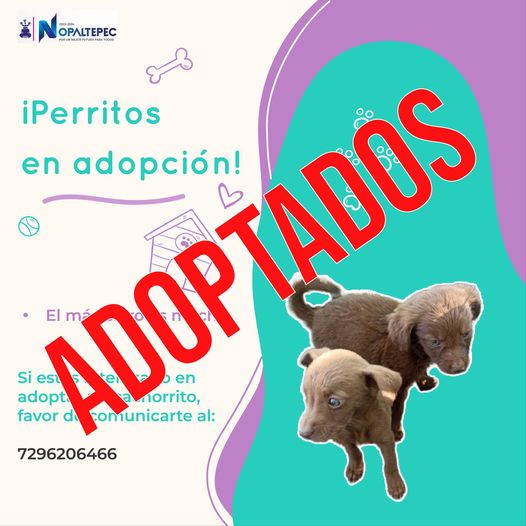 ¡Felices noticias Los perritos que estaban en adopcion ya encontraron