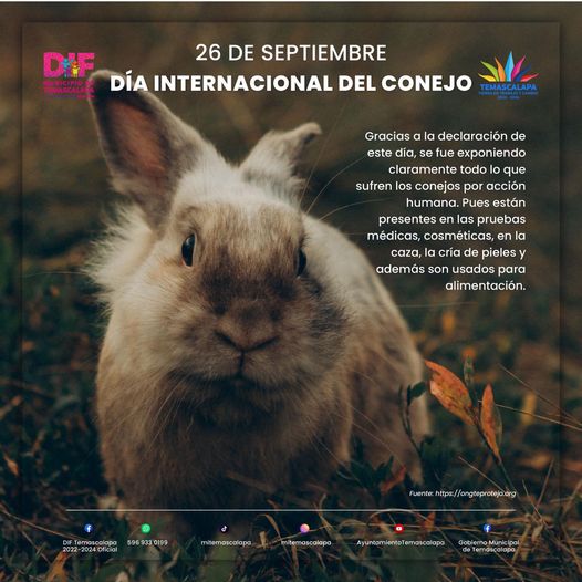 ¡Hoy es el dia internacional del conejo Queremos celebrar a