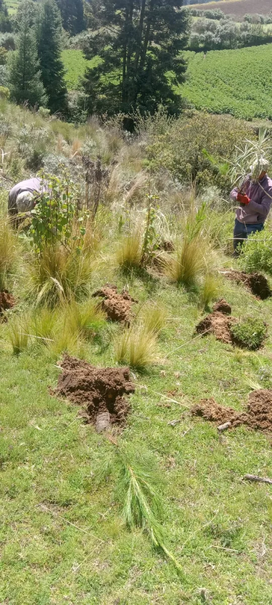 ¡La NuevaRealidadEnTenango se ocupa de nuestros bosques Esta manana nuestra