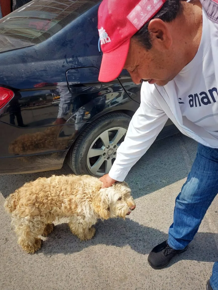 1696274883 Cuidamos a las mascotas de nuestras familias tenanguenses jpg