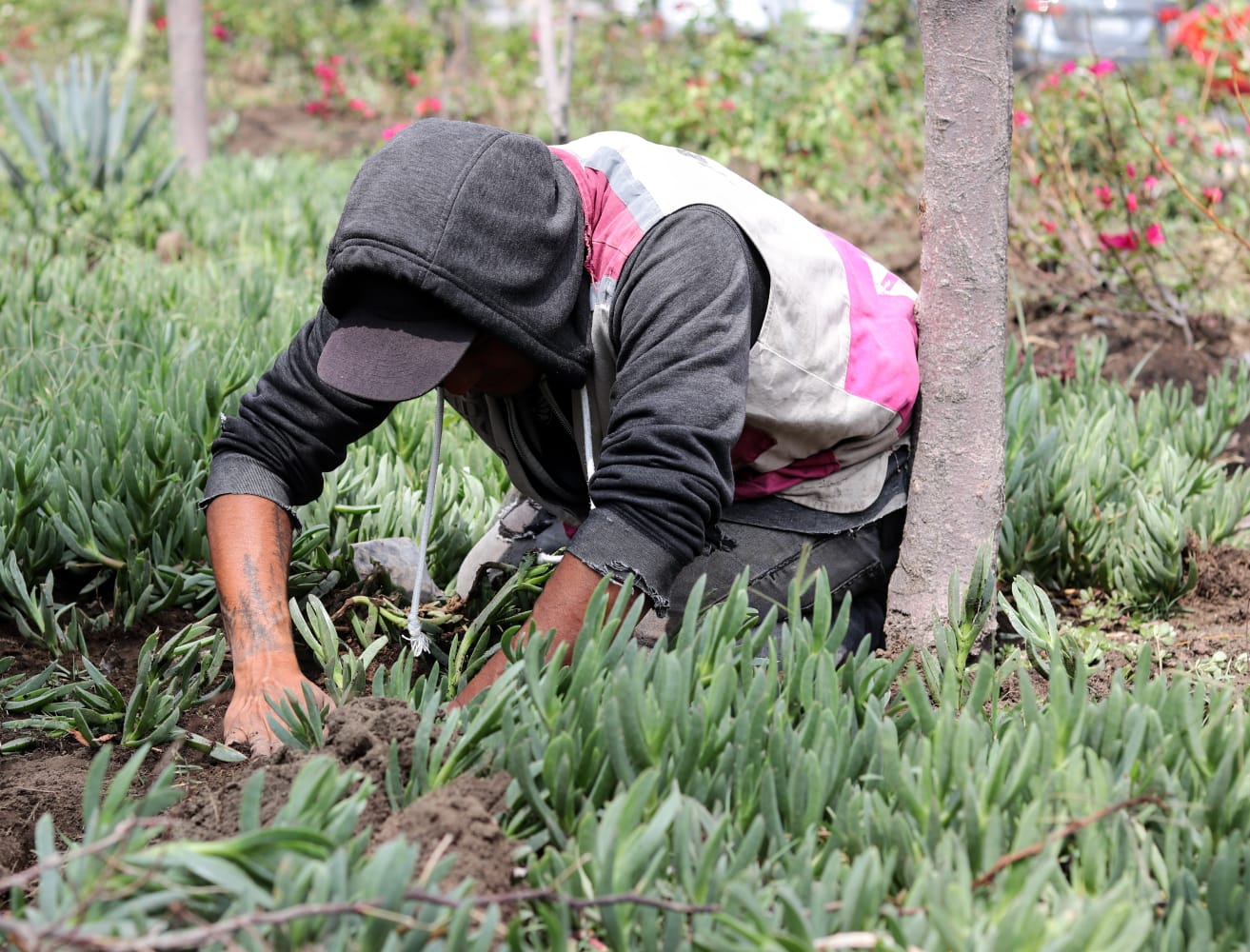 1696455676 398 ServiciosPublicos Continuamos realizando el arduo trabajo de reforestar y