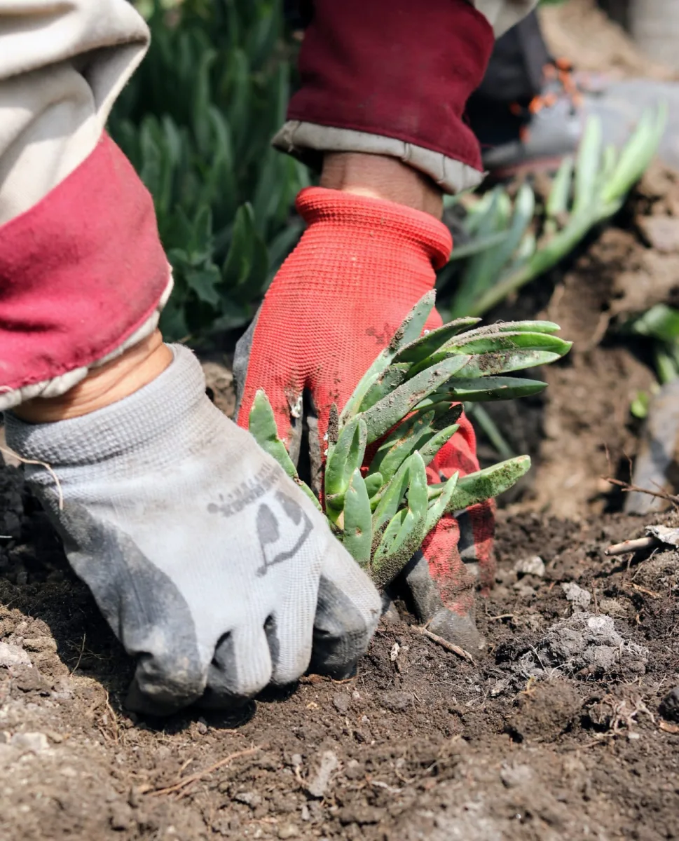 1696455708 ServiciosPublicos Continuamos realizando el arduo trabajo de reforestar y