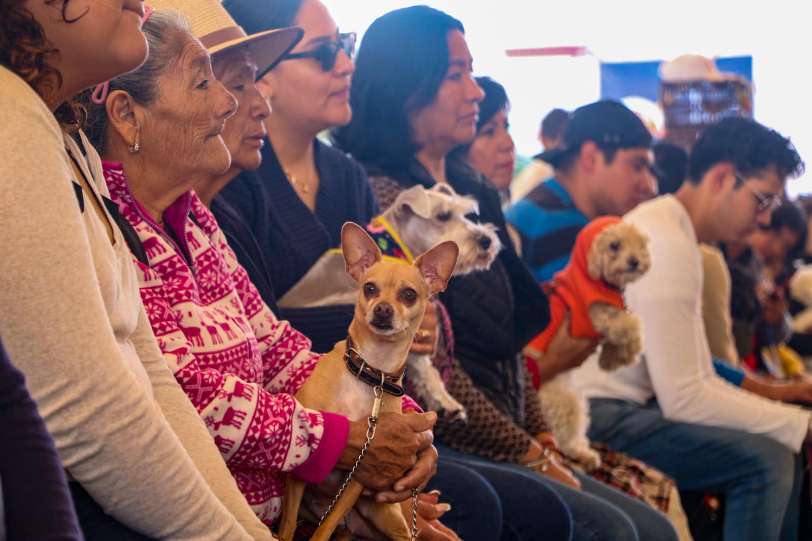 1696532761 270 Bendicion de Mascotas Nuestros animales de compania son tambien