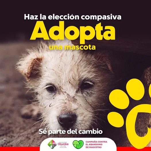 1696541944 Has la eleccion compasiva Adopta una mascota y se parte jpg