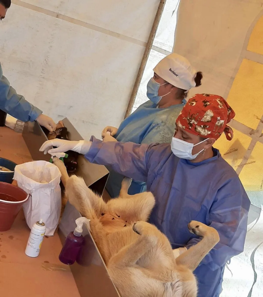 1696545756 647 Llevamos a cabo una jornada mas de EsterilizacionCaninaYFelina en esta