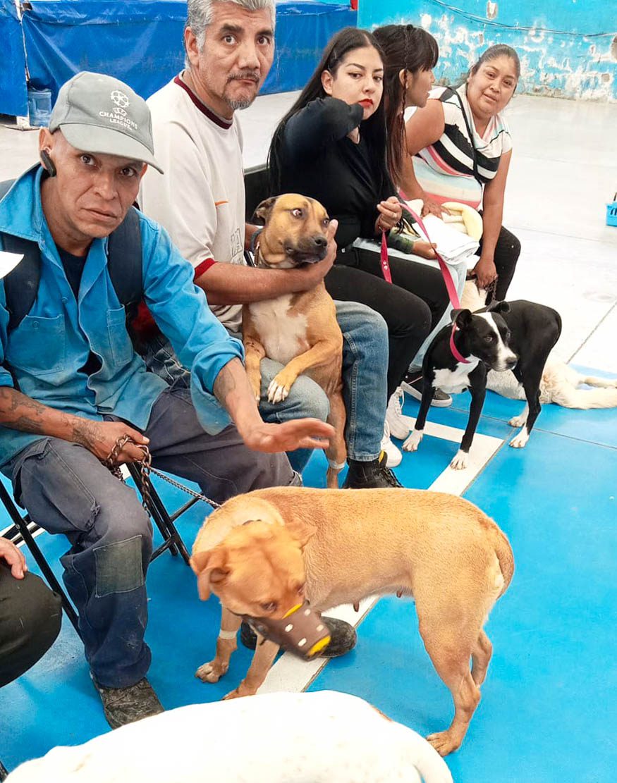 1696691057 587 Hoy 250 perritos y gatitos fueron esterilizados en el Centro