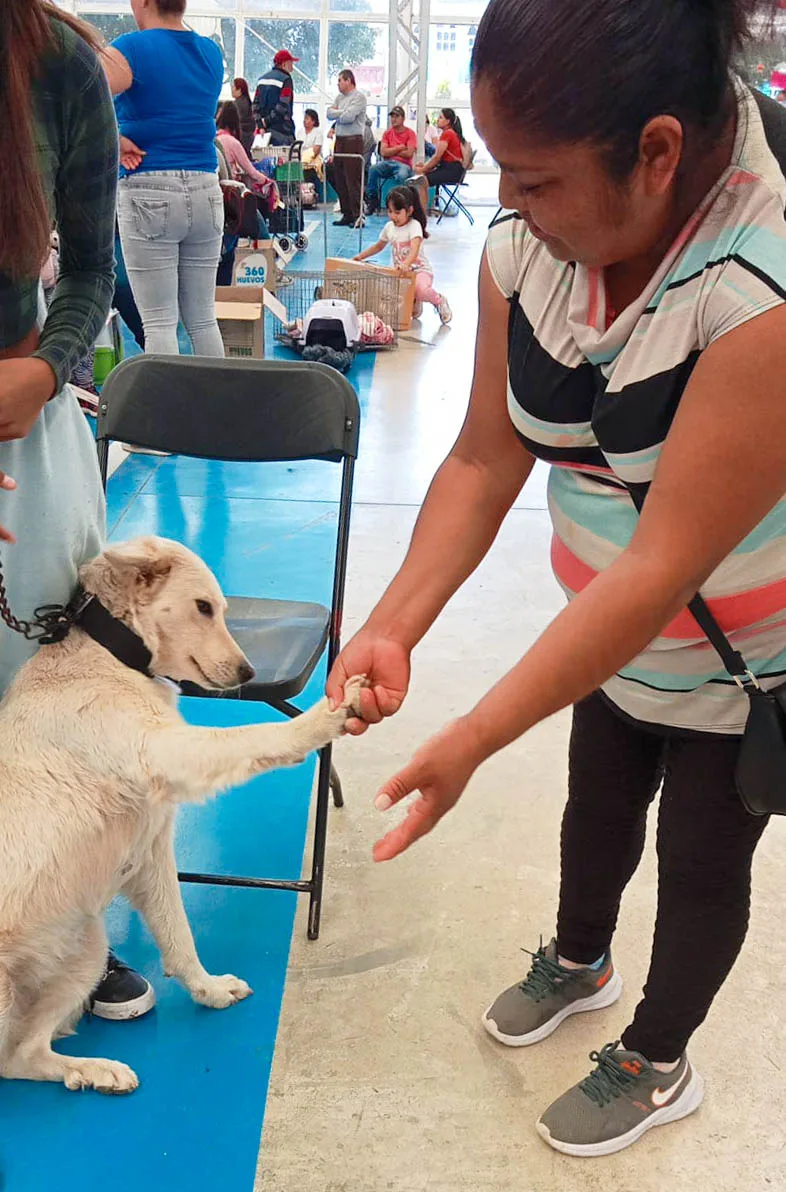 1696691089 Hoy 250 perritos y gatitos fueron esterilizados en el Centro jpg