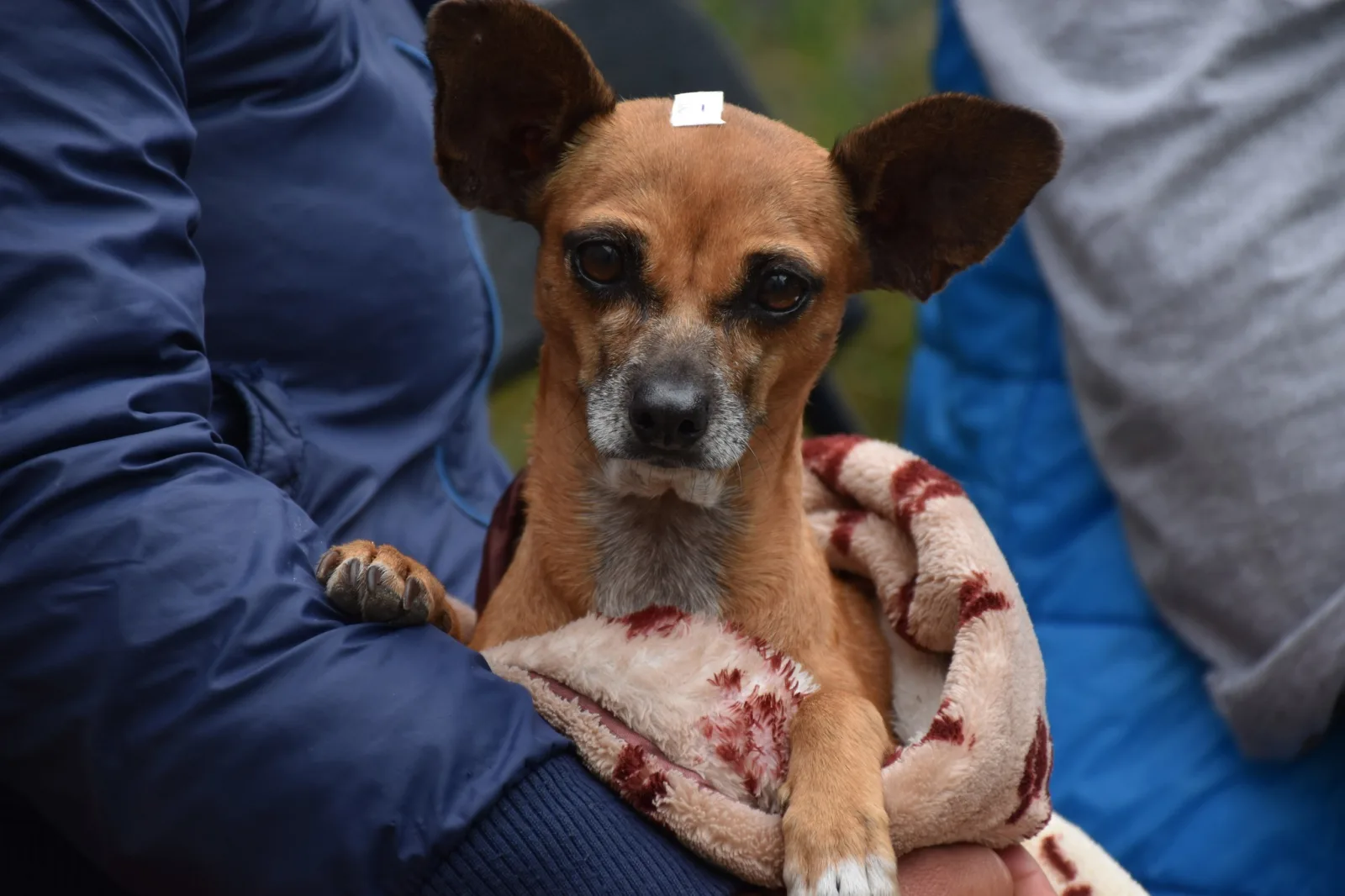 1696974584 Finalizo la Jornada de Esterilizacion Gratuita en la comunidad de scaled