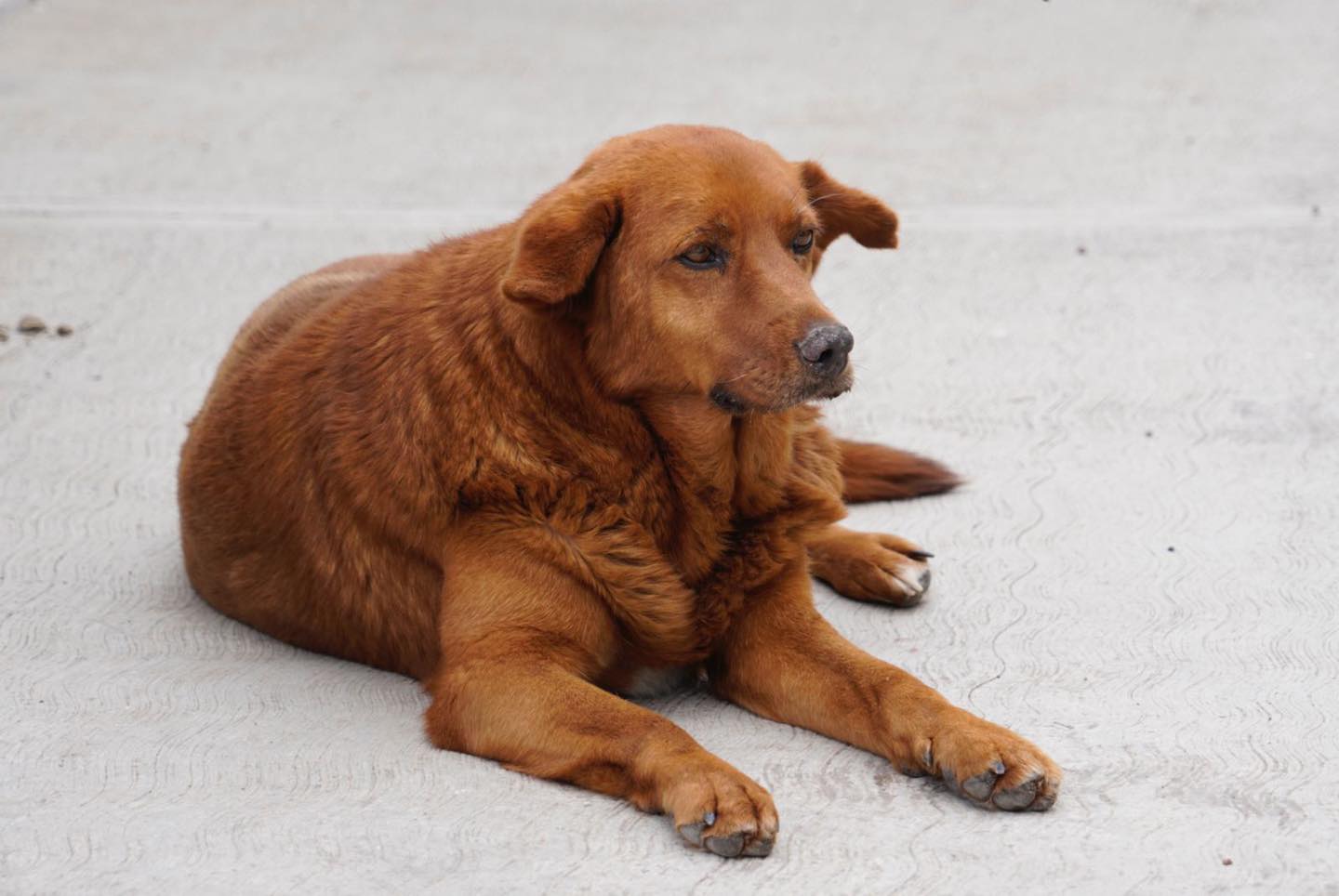 1697116904 693 Jornada de esterilizacion canina y felina Asi se vivio