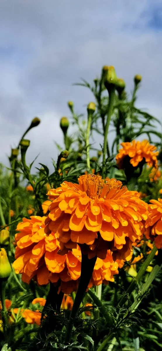 1697151760 585 Los campos de flor de San Francisco Putla enamoran