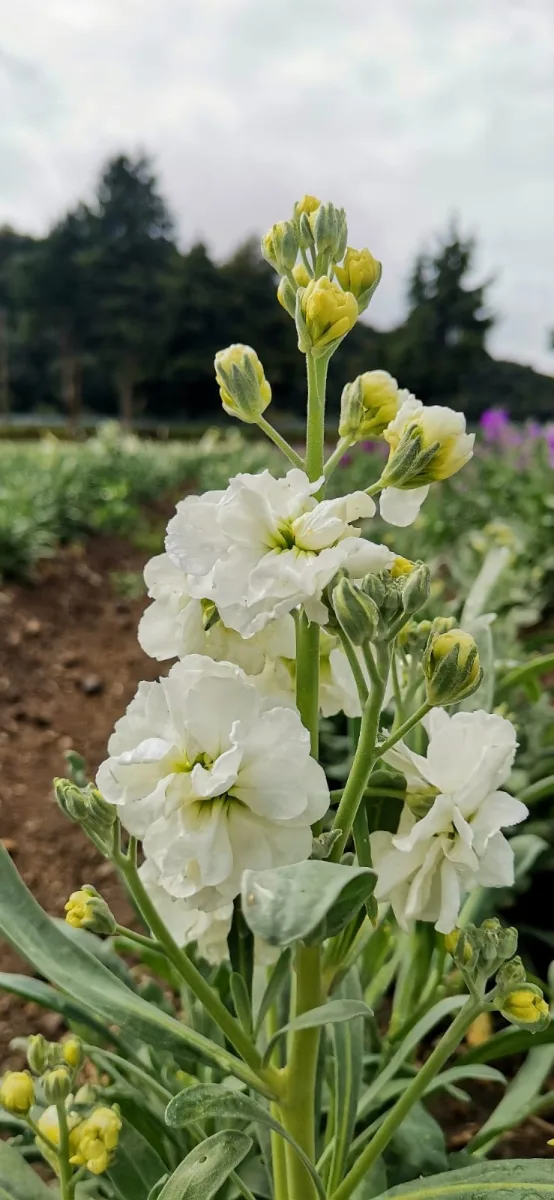 1697151766 467 Los campos de flor de San Francisco Putla enamoran