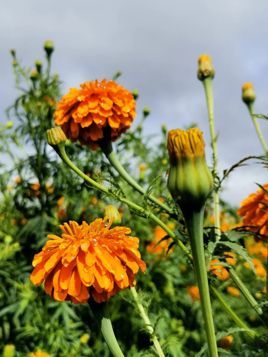 1697151771 957 Los campos de flor de San Francisco Putla enamoran