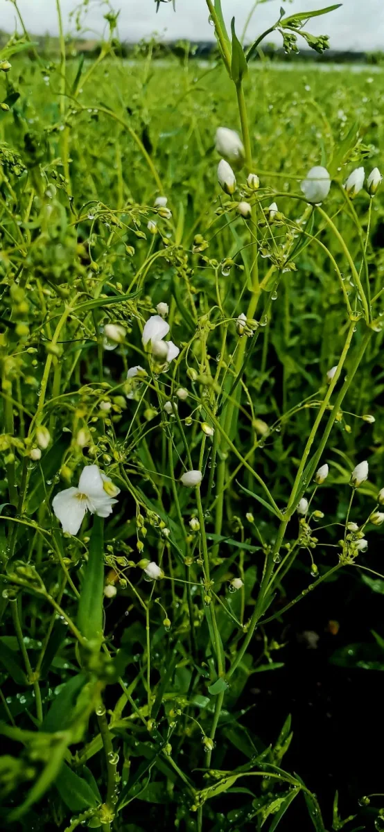 1697151778 477 Los campos de flor de San Francisco Putla enamoran