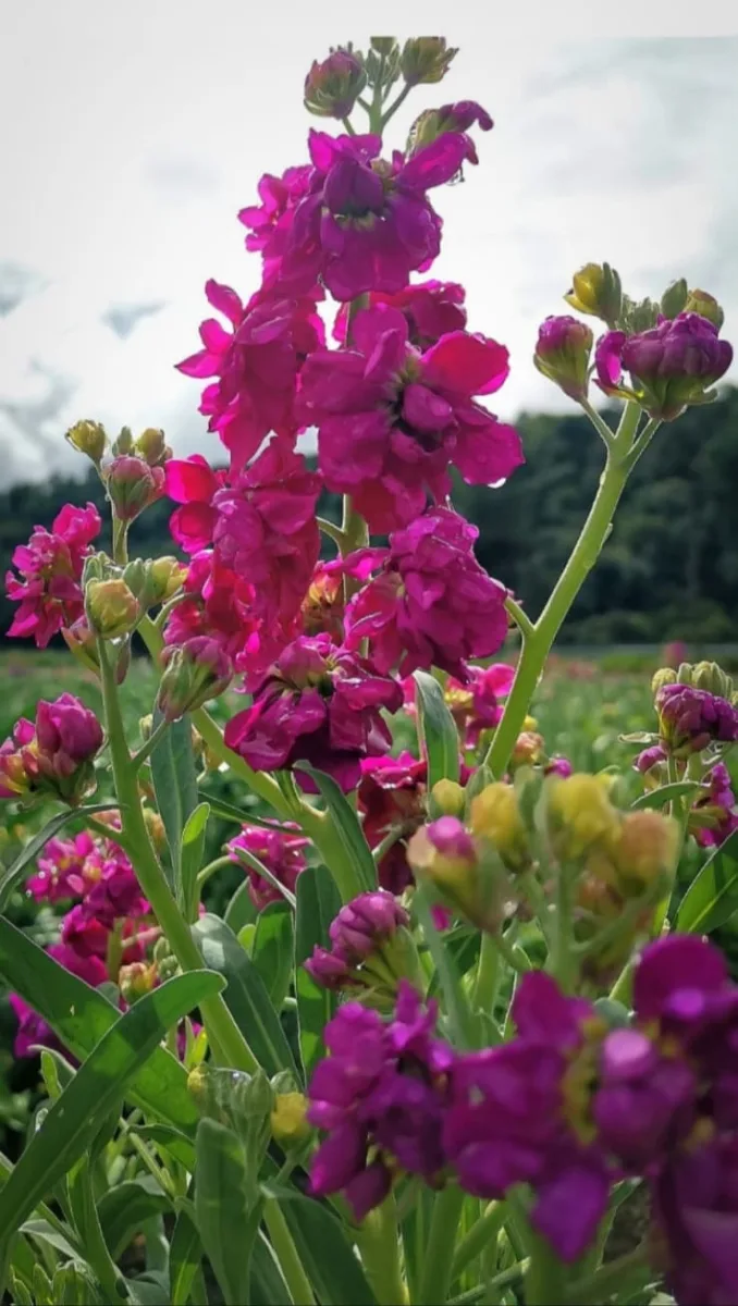 1697151797 Los campos de flor de San Francisco Putla enamoran