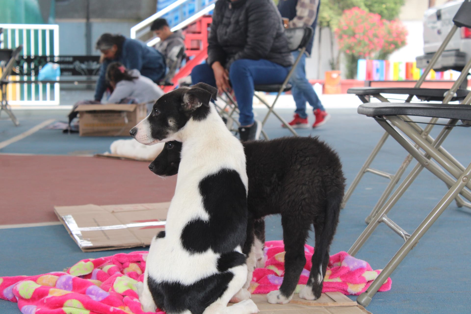 1697225520 822 A traves de la Unidad de Control y Bienestar Animal