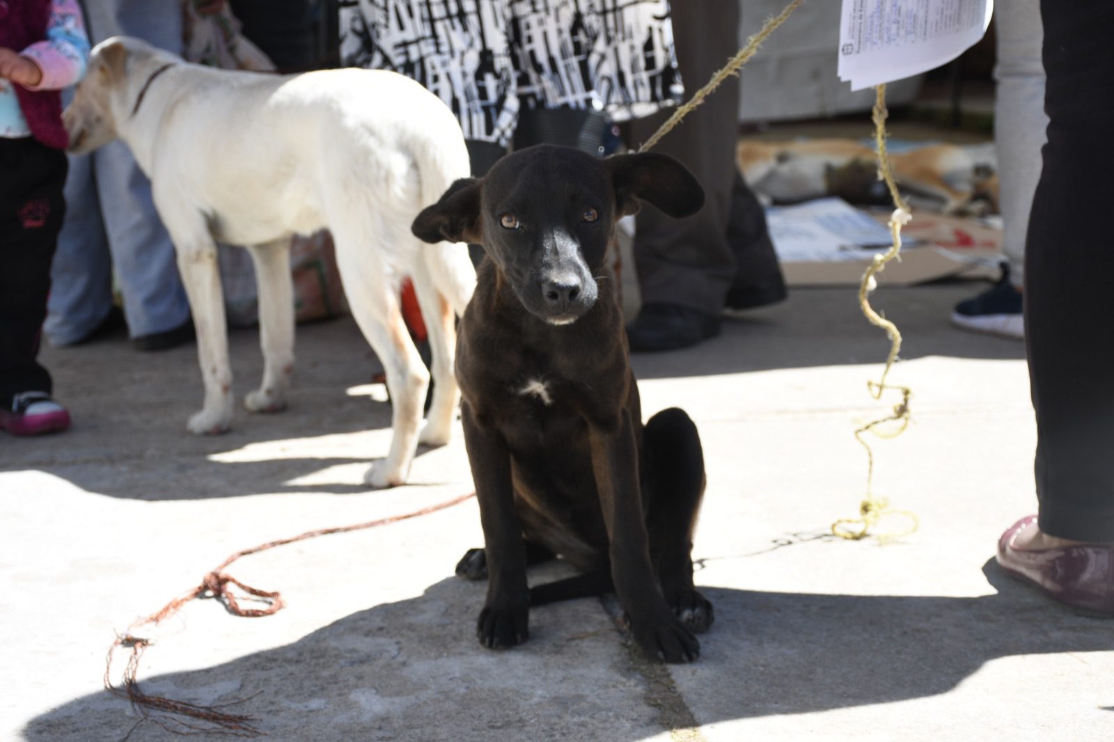 1697315581 814 Gracias por cuidar de tus mascotas en La Huanica celebramos