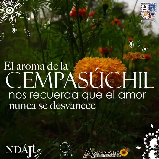 1697372290 El aroma de la cempasuchil nos recuerda que el amor jpg