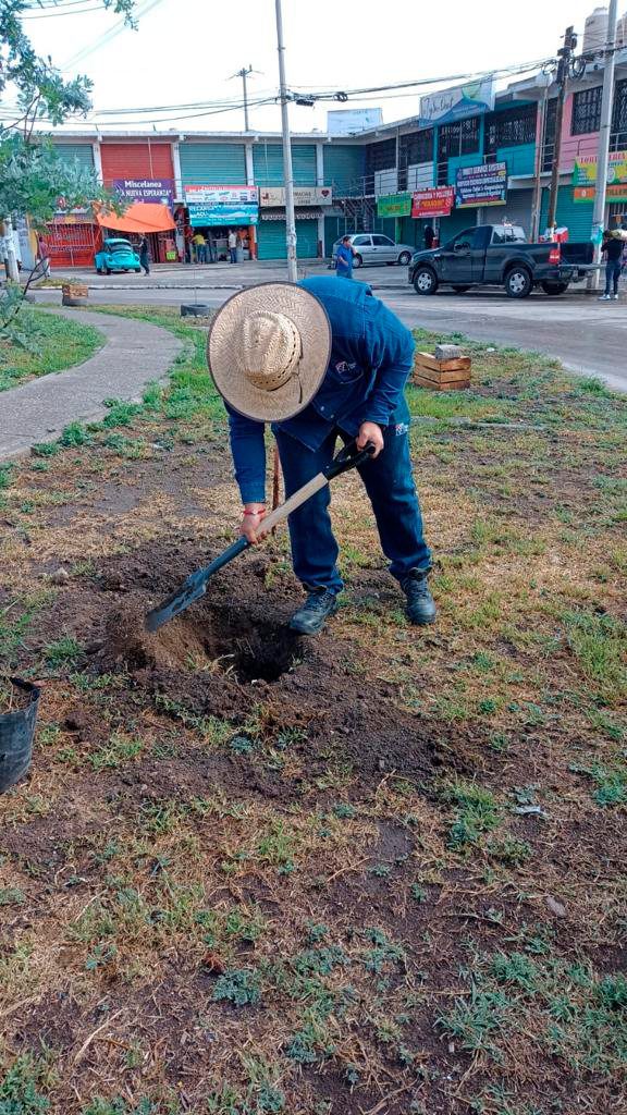 1697476201 914 Cada arbol plantado es un paso hacia un futuro mas