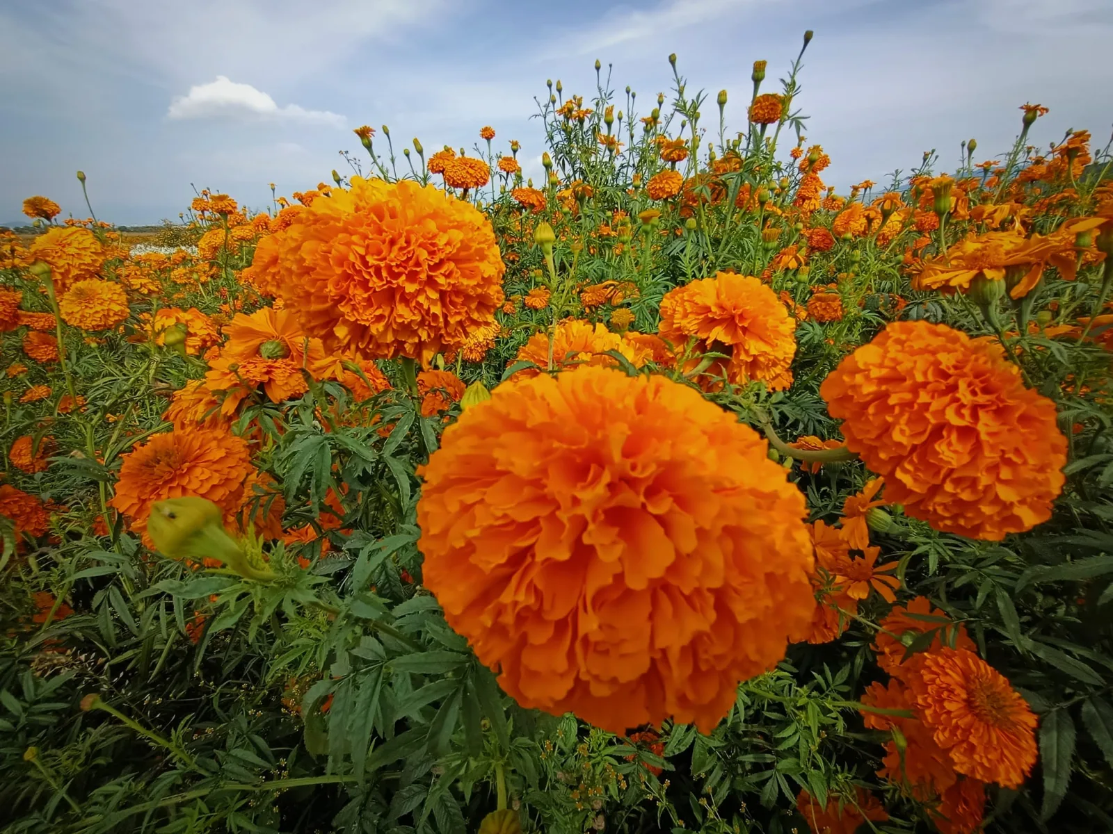 1697632817 Los campos de Putla se pintan de naranja en esta scaled