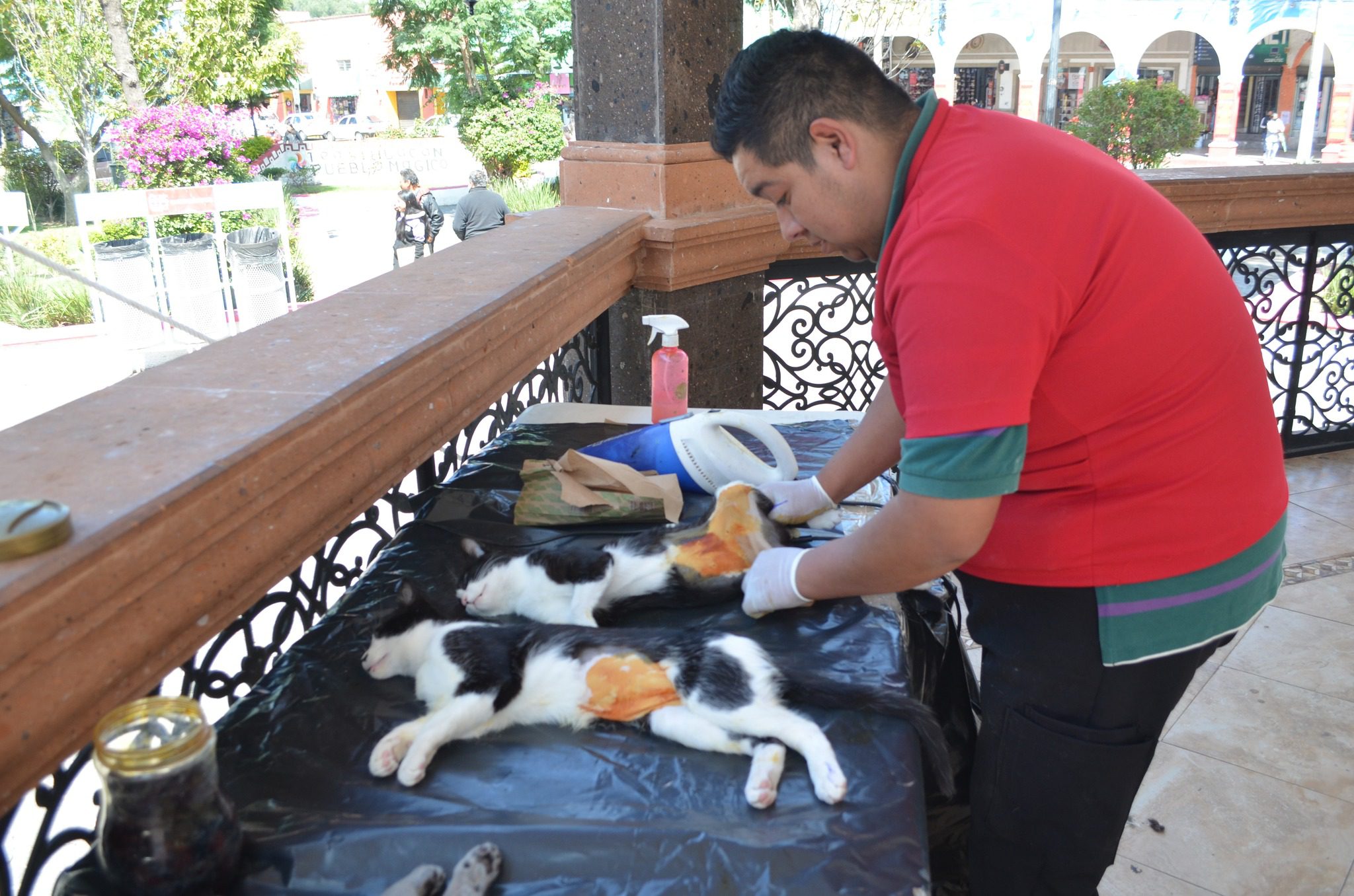 1697639952 656 Finalizo la Jornada de Esterilizacion Gratuita que se realizo este