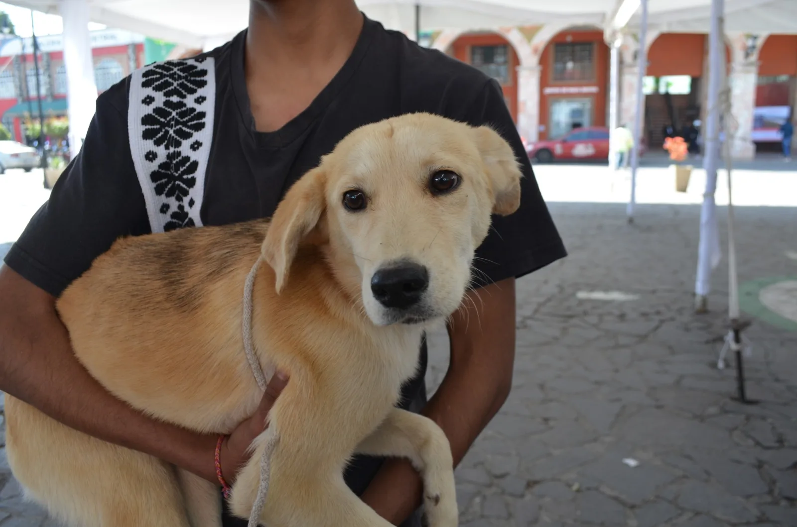 1697639979 Finalizo la Jornada de Esterilizacion Gratuita que se realizo este scaled