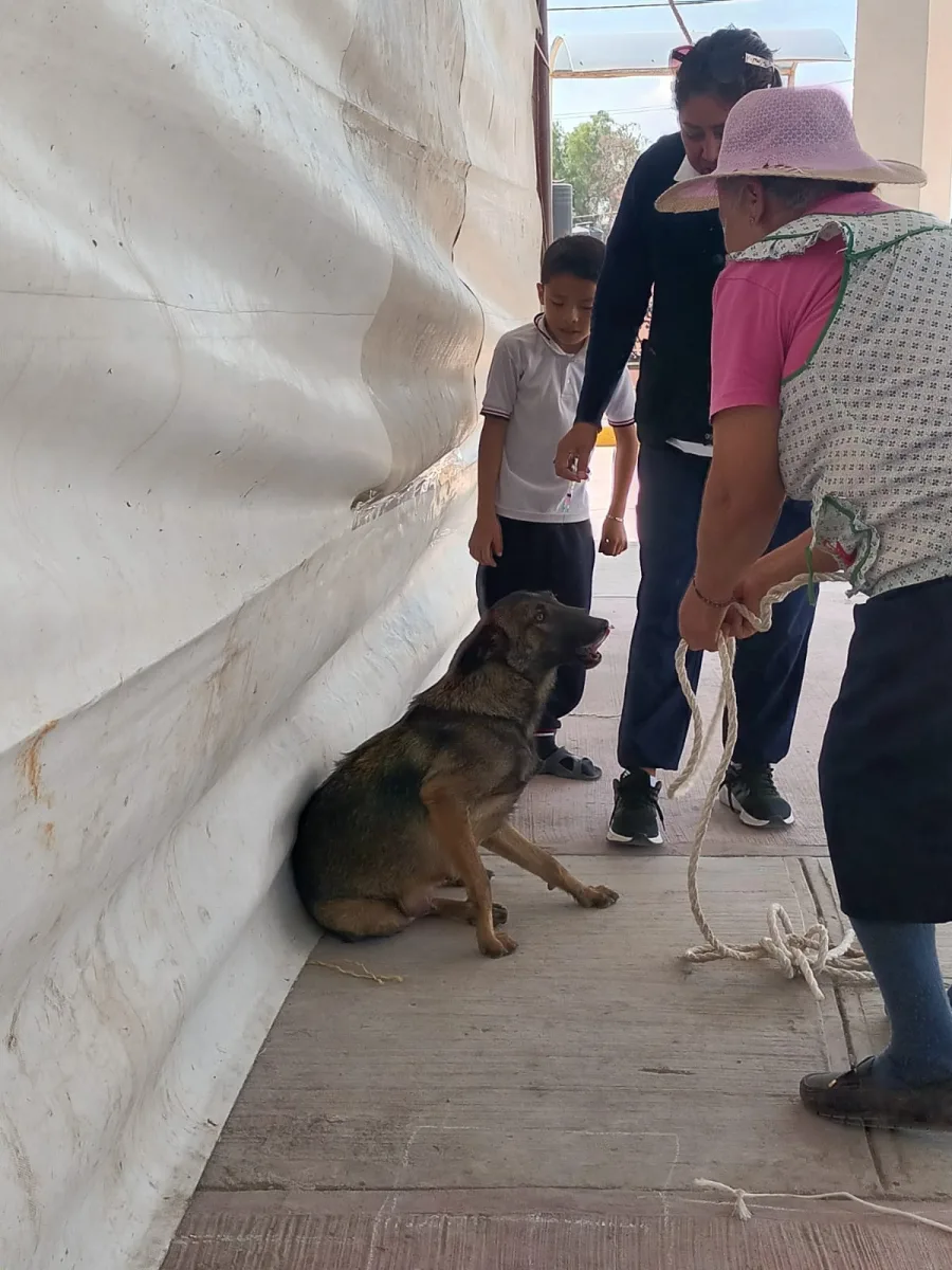 1697750843 142 ESTERILIZAMOS GATOS Y PERROS DE PEREZ DE GALEANA