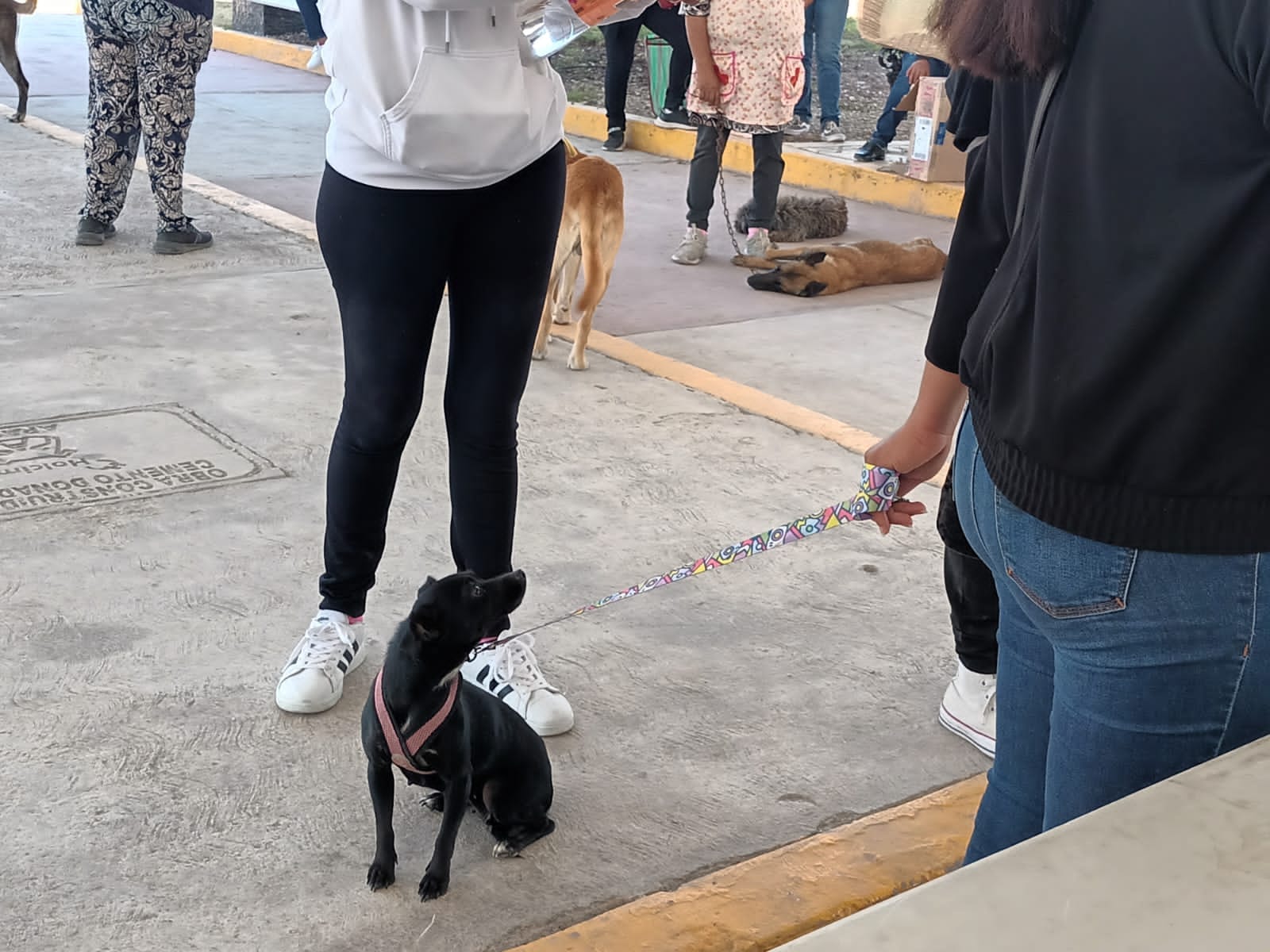 1697750850 841 ESTERILIZAMOS GATOS Y PERROS DE PEREZ DE GALEANA