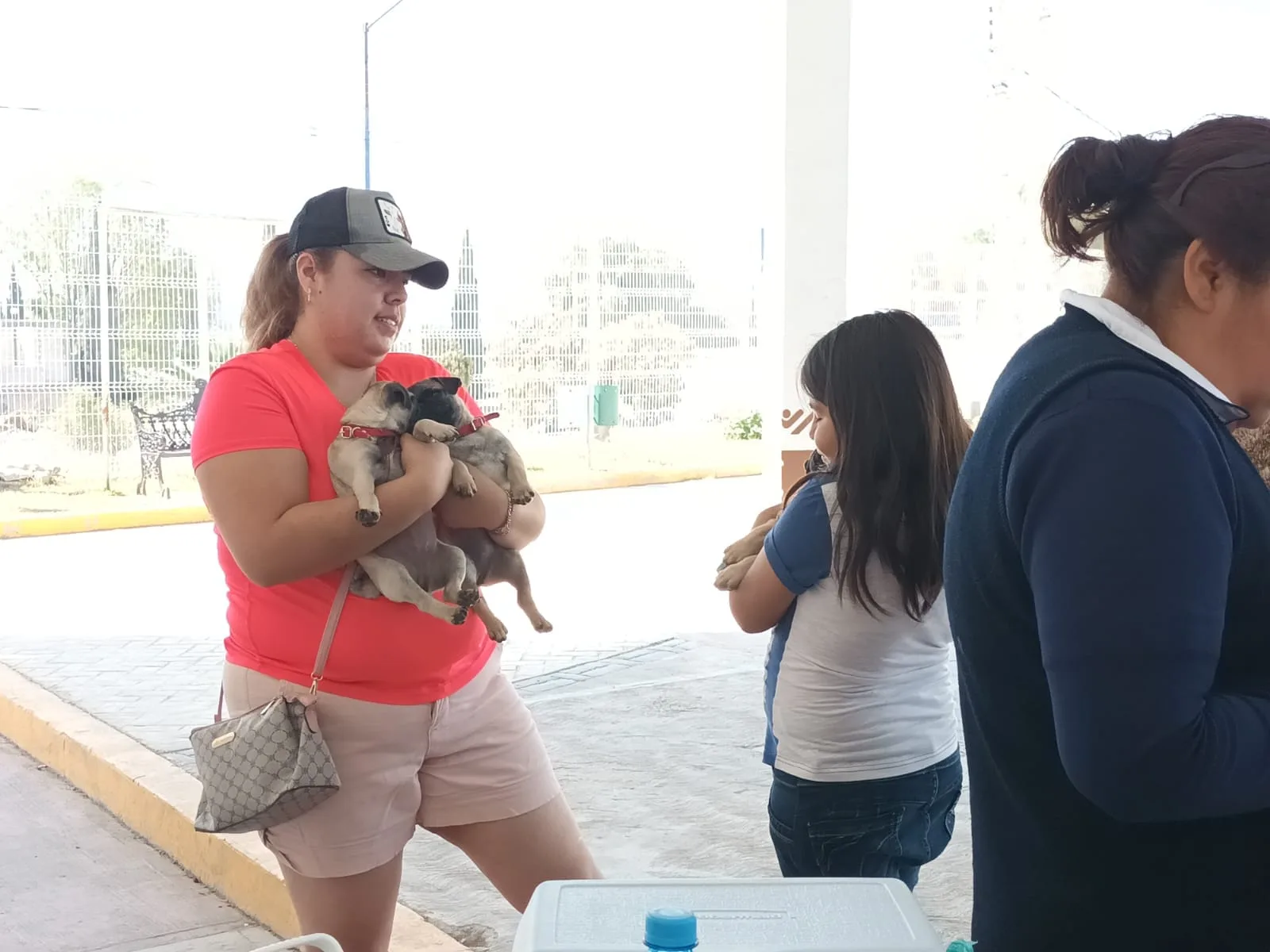 1697750879 ESTERILIZAMOS GATOS Y PERROS DE PEREZ DE GALEANA jpg