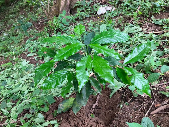 1698004221 Productores de cafe cultivan planta que les entrego el presidente