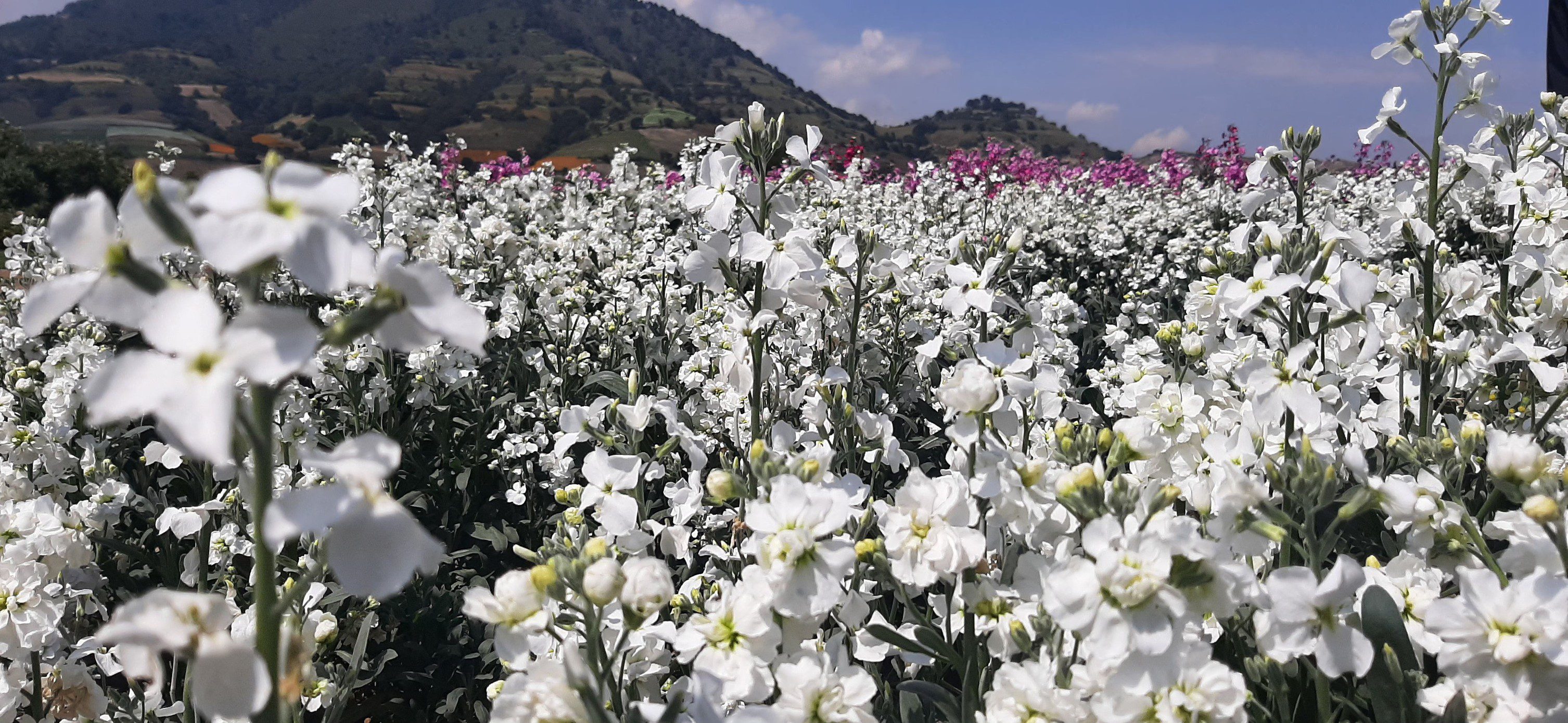 1698086884 577 Los productores de flor de temporada en San Francisco Putla